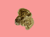 Turkey Tail - Trametes versicolor 10g