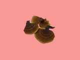 Reishi - Ganoderma lucidum 10g