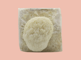 Kit Juba de leão - Micélio de cogumelo Hericium erinaceus