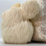 Lion's Mane Kit - Hericium erinaceus mushroom mycelium