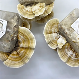 Kit Cauda de Peru - Micélio de cogumelo Trametes versicolor