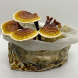 Kit Reishi - Micélio de cogumelo Ganoderma lucidum