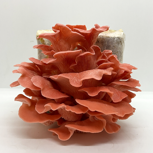 Kit shimeji rápido - Micélio de cogumelo Pleurotus sp