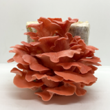 Quick shimeji kit - Pleurotus sp. mushroom mycelium