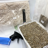 Kit cultivo de Psilocybe Cubensis - 1L (Completo)