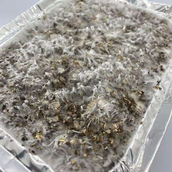 Casing 1L de P. cubensis